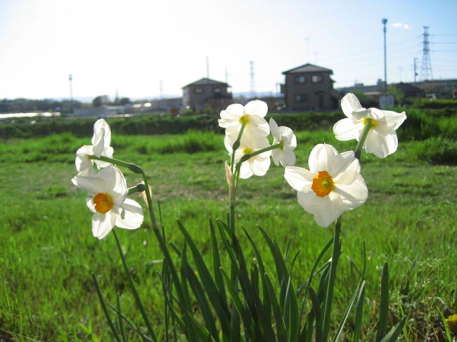 天気は良いけど風の強い日でしたので、花の写真を撮るのは苦労しました。<br />しかし、こんなポカポカ春の陽気。<br />なにくそ、風に負けるものか……とムキになったわけではないけれど。<br />菜の花から始まって、ムラサキハナナ、春のハボタン、芝桜、パンジー、ポピー、ガーデンシクラメン、スイセン。<br />おまけとして、川沿いではなかったけれど、思いがけず見つけた、つ・く・し@<br />川沿いには春がいっぱいでした。