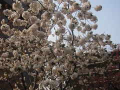 造幣局　桜の通り抜け