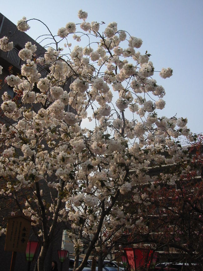 今年の桜の見収めとして、念願だった造幣局の桜の通り抜けに行ってきました。<br />その日は、通り抜け最後の日。平日でしたが、人はたくさんいまいした。休日や、夜はもっと多いのでしょうね。