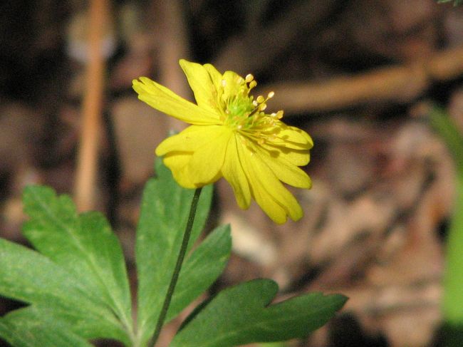 ４月１４日、城山のカタクリの里を訪問して黄花カタクリを始めてみることができた。　此処ではそのほかにも沢山の山野草が植えられていて山野草の勉強をすることができた。　この項ではイチリンソウの仲間と節分草についてまとめてみた。<br />ニリンソウについてはカタクリの里周辺でかなり見られたがその他はカタクリの里に植えられたものを中心にまとめてみた。<br /><br /><br />＊写真は始めてお目にかかった黄花イチゲ<br /><br />