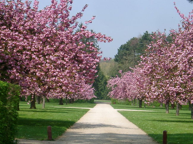 4月13日パリの南郊外にある公園にお花見に行ってきました。<br />この時期はお花見に最適！<br /><br />白い桜の一角、ピンクの桜の一角と分かれていて、みごとにたくさん咲いています。<br />金曜日のお昼だったからか、ほとんど人もいませんでした。もったいない！<br />日本の桜と違って白は白、ピンクは色の濃いピンク。両方とも八重桜だと思いますが、わびさびの世界ではなく色がはっきりしています。<br />日本の桜のような薄っすらピンク色が存在しません。<br /><br />女3人弁当持参でくつろぎました。<br />日本のように人ごみの中でお花見するのとは全然違います。<br />こんなにたくさんの桜を自分達のものに出来るなんてもったいないです。<br />フランス人はお花見の文化がないのが残念だと思います。<br />特に白い桜の方は、おじいちゃんがそれぞれのベンチに3〜4人座っていただけです。<br />ピンクの方が人気でした。<br /><br />この公園は、ベルサイユ宮殿のお庭を設計したルノートル師が設計したもので、プチベルサイユと言った感じでしょうか。<br />とは言え結構広いですから、公園の端から端を往復するのはちょっと・・という方には、パリ市内からRER・B4線でCroix de Bernyで降りて公園に入り、カナル（運河）沿いに歩いて行くと左側にまず白い桜、もう少し歩くとピンクの桜が見えてきます。<br />そしてそのまま運河沿いにまっすぐ行けばお城があります。お城は見学無料で中世の陶器中心の展示になっています。きれいなお手洗いもあります。<br />帰りはSeaux(RER B2)から電車に乗れば、公園内を往復せずに帰れます。<br /><br />パリとは違いきれいな一軒家が多いです。<br />こんな所に住んでみたいな〜と思いつつも、掃除が大変だろうな、でもこれだけのお金持ちならお掃除の人を雇っているんだろうな〜等と勝手な妄想に浸って夢だけ見させていただきました。（苦笑）<br /><br />ちなみにお弁当ですが、つぶれている海苔巻きは私作です。<br />友達への弁解のために言っておきます・・。<br />それから公園での飲酒は禁止されていますので、見つかったらおまわりさんに捕まります。<br /><br />