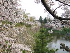 桜花爛漫　大和郡山城