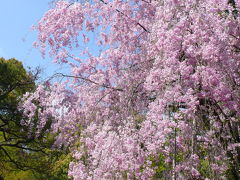 京都の春～遅咲きの桜達～