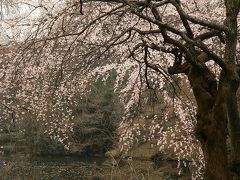 桜花繚乱・新宿御苑 2007