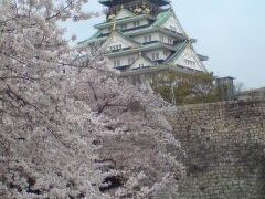 壮観　大阪城と櫻
