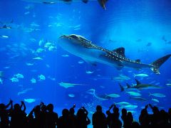 美ら海水族館