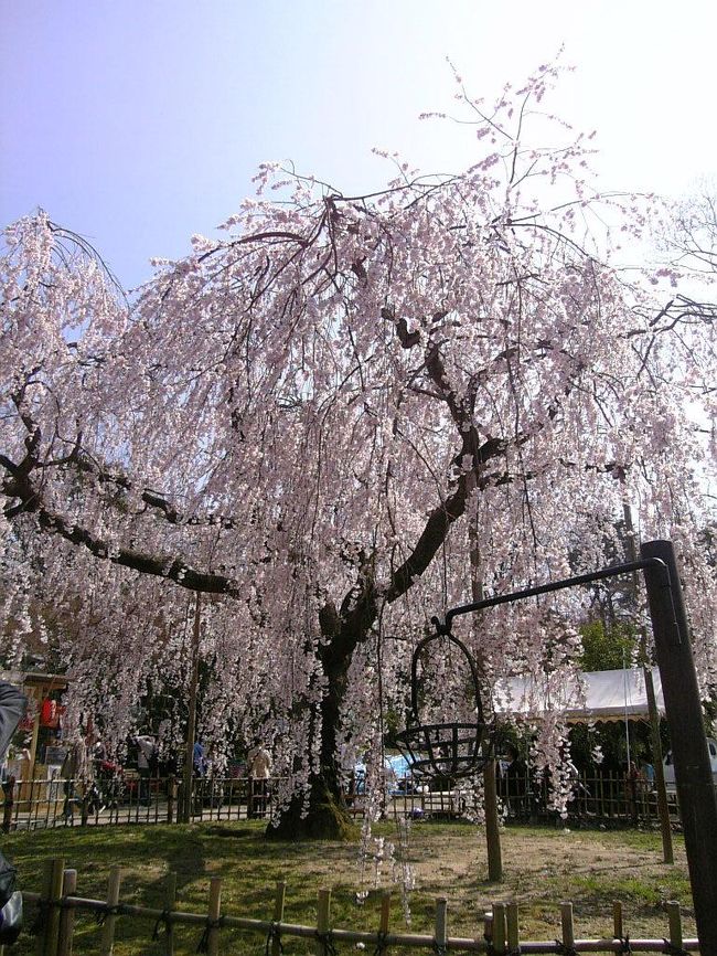 名古屋から大阪に移動の時、京都にお花見に寄り道！