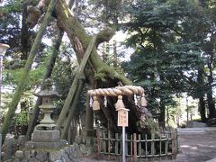 森の妖精を求めてのハイキング・・城山カタクリの里訪問その?・・川尻八幡宮