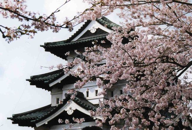 日本さくら名所100選のひとつである『弘前公園』に行ってきました。弘前の桜は規模が違います。本当にきれい。<br /><br />弘前公園の周辺は交通規制で渋滞していました。電車で行くことをおすすめします。<br />また、JR弘前駅から弘前公園まで100円のバスが出ていますが、渋滞で大変時間がかかりますので、足に自信がある方は歩くことをおすすめします。徒歩20分ほどです。