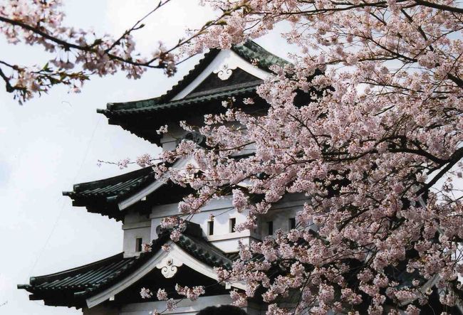 日本さくら名所100選のひとつである『弘前公園』に行ってきました。弘前の桜は規模が違います。本当にきれい。<br /><br />弘前公園の周辺は交通規制で渋滞していました。電車で行くことをおすすめします。<br />また、ＪＲ弘前駅から弘前公園まで100円のバスが出ていますが、渋滞で大変時間がかかりますので、足に自信がある方は歩くことをおすすめします。徒歩20分ほどです。