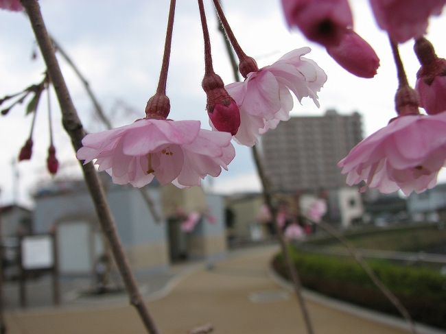 宇都宮城（亀ｹ岡城）<br />宇都宮釣天井の事件でも有名ですが。<br />天守閣の無い穏やかなお城でした。<br /><br />復元前の状況を知る者にとっては<br />素晴らしい復元です。