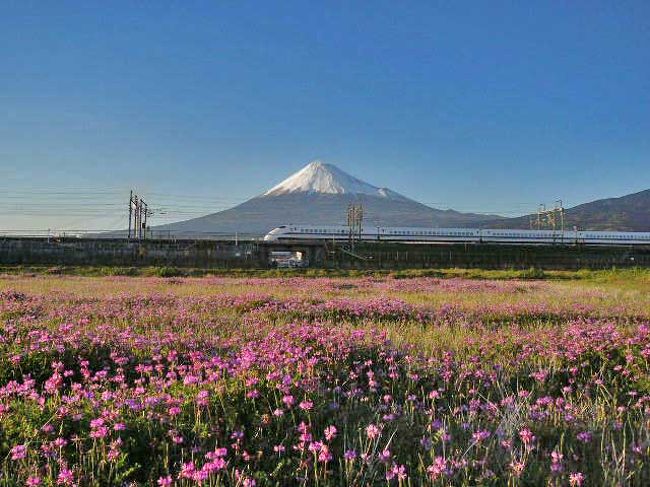 この時期、いつも富士山&amp;新幹線を撮っている富士市富士岡の田圃では、レンゲが咲いています。<br />そこで、その三者を一緒に撮ろうと出かけました。