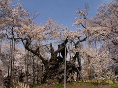 日本三大桜・山高神代桜を見てきました～！