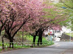 八重桜の咲く団地道
