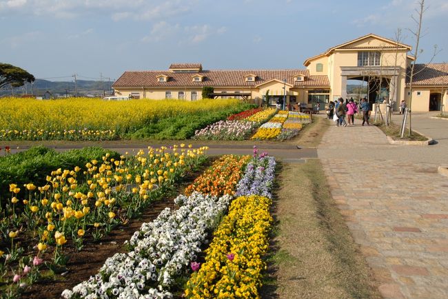 北鎌倉での作業を終えて、午後は長井海の手公園「ソレイユの丘」に行きました。鎌倉で他のメンバーと合流して、車で行きました。朝比奈ICから横浜横須賀道路を走り、衣笠ICで新しい道路で三浦縦貫道路を通って「林」出口から、現地に向かいました。ソレイユの丘は、周囲を「横須賀航空無線標識所」の電波塔に囲まれ、そのなかにぽっかりと自然な感じの公園があります。<br />学校の遠足や、子供づれには好適な場所で、そこそこアトラクションもあり、自然の広場もありで、のびのびとした施設です。また夕方近くということもあり、富士山や箱根の山々がよく見えました。帰り際に三崎漁港でマグロ料理を食べて帰りました。