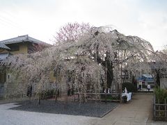 地蔵院のしだれ桜