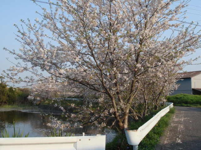 近くに有る桜を見ながらお寺にお参り<br />心をリフレッシュしました