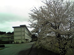 樹齢１００年の桜