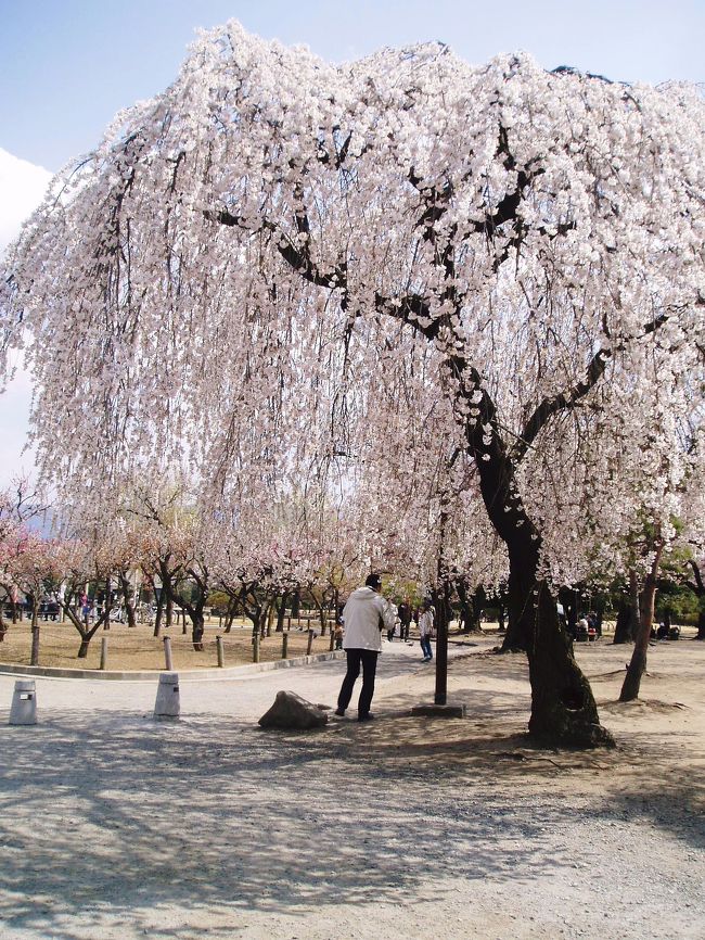 松本市内で取った桜の写真だけを集めてみました！<br />とにかく松本城のお濠の桜がすごいんです！<br />旧開智学校・松本神社・裁判所方面の裏門付近の<br />桜が満開でした！<br />それから、市役所・日銀方面の太鼓門付近にも桜の写真を<br />撮りに来た人がたくさん！