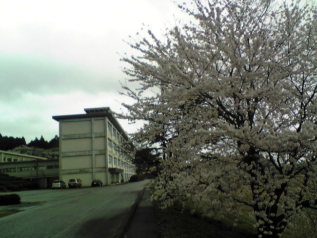 樹齢１００年の桜の木がたくさんあるらしい。<br />曇り模様だったが、とてもきれいでした。