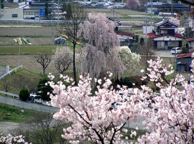 東京からはとバスで「高遠城址公園の桜と豪快！天竜舟下り」に参加。東京に行ったついでに郊外のどこかで春を実感したかった。行き先はどこでも良かったのですが時期的に桜が満開になりそうだったので申し込んだのですが想像以上に素晴らしかった。<br />新宿西口出発７時半→天竜川到着１１時→昼食（そば御膳）おみやげタイム→高遠城址公園１４時５０分→１６時２０分出発→新宿西口２０時