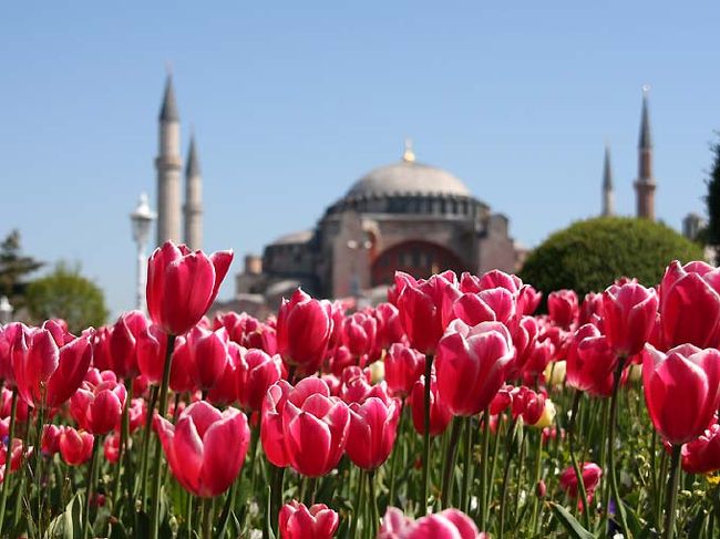 チューリップといえば、トルコの国の花でもあり、オスマン帝国のシンボル。３年ほど前からイスタンブル市は、４月２３日の建国記念日を前にしたこの季節に、チューリップを一面に咲かせるイベントをスタートして、ツーリストを喜ばせてくれています。<br />（地元トルコ人たちの方が喜んでいる感じですが。）<br />それにしても、市内に何百万本も植えられたチューリップのきれいなこと！イスタンブールへ行くのはもう３０回以上になりますが、ちょうどこの季節に来たのは初めてだったので、私も嬉しくなっていっぱい写真を撮りました。毎朝、ブルーモスクの前を通るたびに、思わず立ち止まってしまうのです。