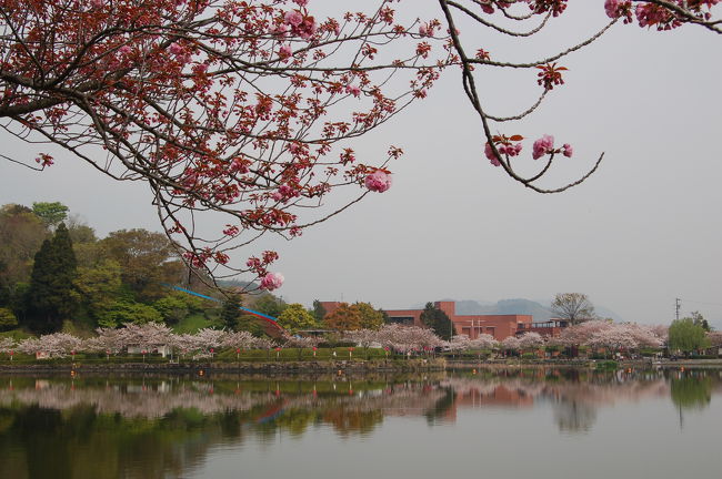 藤枝市蓮花寺池は四季折々美しい花で覆われ、、野鳥<br />も飛来して1年中楽しめます。