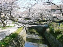 日本の旅　京都の桜【５】　「哲学の道」の桜