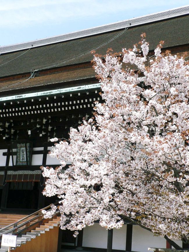京都御所では毎年春と秋に一般公開日があり、この時は事前に参観申し込みをしなくても、内部の見学ができる。御所は９２ヘクタールの広大な京都御苑の中央北部、築地塀で囲まれた内側にあり、面積は約11万?。明治維新までの皇居で、現在の御所は１３３１年に光厳天皇が土御門東洞院邸（つちみかどひがしのとういん）の里内裏（さとだいりー皇居が火災に遭った場合などの仮皇居）を正式な皇居と定めたもの。織田、豊臣、徳川時代には再建されたが度重なる火災に遭い現在の建物は１８５５年に再建されている。<br />紫宸殿は平安時代の典型的な寝殿造の正殿で、中央に天皇の御座「高御座（たかみくら）」皇后の御座「御帳台（みちょうだい）」が置かれている。大正天皇、昭和天皇の即位もここで行われた。今上天皇の即位は東京の宮殿で行われたが御座は東京に運ばれたそうだ。前庭には、向かって右手に「左近の桜」左手に「右近の橘」があり、ひな飾りを思い出す。<br />紫宸殿の周囲は、寝殿造の清涼殿、室町時代の書院造り御学門所、御常御殿、小御所などの建物や王朝文化の回遊式庭園の御池庭、優美な御内庭などが取り囲む。御学門所、御常御殿、小御所、御三間には貴族の衣装を纏った等身大の人形が並び、まるで「源氏物語絵巻」を見ているようだ。<br />（写真は紫宸殿の「左近の桜」）<br />