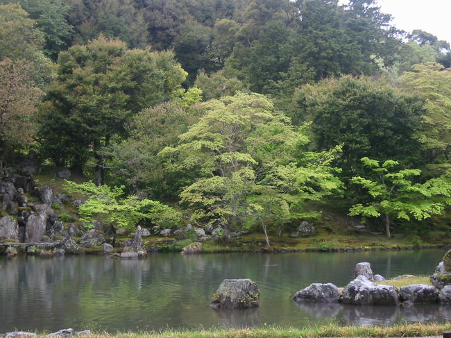 あいにくの雨模様で、観光もしんどかったので、ドライブして、嵐山に行きました。<br />雨のせいか人出も少なく、空いており、雨も上がったので、天龍寺の中を散歩してみました。