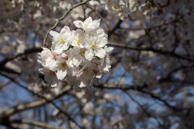 神奈川県川崎市麻生区の小田急線柿生駅から新百合ヶ丘駅にかけて流れている柿生川。<br />その川沿いの両側に約１.５ｋｍ､２４０本の桜があります。<br />毎年､観賞しようと思いながら一度も果たせていないので今年こそと思い､暇を見つけて行ってきました｡<br />まだ､８分くらいだったけど綺麗でした。<br /><br /><br />《使用カメラ》<br />　PENTAX K10D (デジタル一眼 2007購入)
