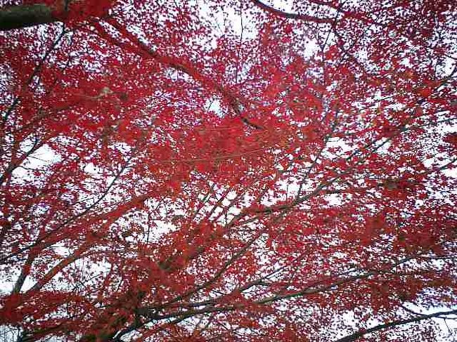急に思い立って晩秋の京都へ紅葉を見に行ってきました。