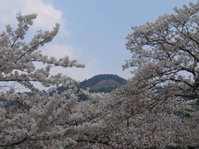 桜の季節の京都は爛漫