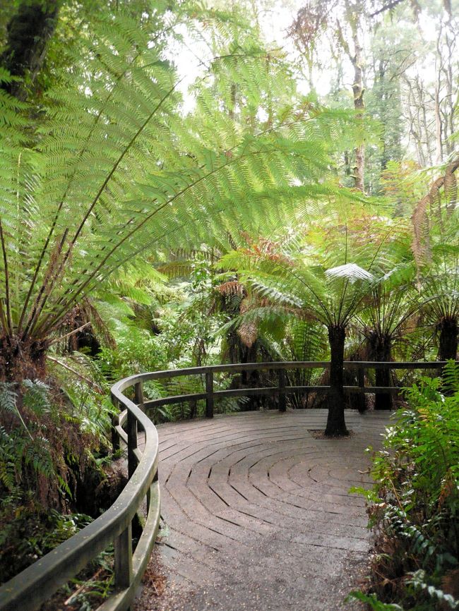 グレートオーシャンロード沿いにあるオタウェイ国立公園(Otway National Park)。年間降雨量が、メルボルンの市内と比べて約2倍以上、1,500mm-2,500mmに達する。そのため、温帯雨林(Cool Temparate Rain Forest)という森を形成しています。オーストラリアで、原生林と呼ばれる種類の森もこの温帯雨林が多いです。この温帯雨林を約30分で周るウォーキングコース、Maits Rain Forestです。<br /><br /><br />車−メルボルン市内から西に伸びているPrinces Freeway(M1)をGeelongに向かって走る。Geelongの町を過ぎたら、Round AboutでAnglesea Roadを左に曲がり、約15-20分ほど走る。Great Ocean Rd(B100)に突き当たるので、そこを右に曲がり、Lornの町を通り過ぎ、Apollo Bayに到着。 Apollo Bayの町をそのまま抜け、グレートオーシャンロードを西に約10分ほど走ると、Maits Rain Forestと書かれたサインが出てくるので、そこを左に曲がります。<br /><br />メルボルン市内から約180ｋｍ、所要時間約3時間　<br />Googleマップによる地図：http://maps.google.com/maps?f=q&amp;amp;hl=ja&amp;amp;q=australia&amp;amp;layer=&amp;amp;ie=UTF8&amp;amp;om=1&amp;amp;z=15&amp;amp;ll=-38.747724,143.565173&amp;amp;spn=0.024098,0.039911<br />