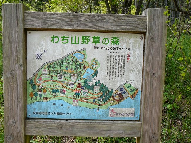 京丹波町は、京都府のほぼ中央部にあたる丹波高原の由良川水系上流部に位置し、古くから、都と丹後・山陰地方を結ぶ交通の要衝として栄えました。現在でも京都縦貫自動車道やJR山陰本線をはじめ、国道9号、27号、173号などが交わり、交通環境に恵まれた地域です。<br />ドライブ散策順路<br /> →京都縦貫自動車道丹波IC→琴滝、玉雲寺→九手神社→質志鍾乳洞公園→質美八幡宮→大福光寺→昼食・休憩→わち山野草の森→長源寺(がん封じ寺)→祥雲寺・天足堂(ぼけ封じ寺)→七色の木→京都縦貫自動車道沓掛IC<br /><br />わち山野草の森<br /> 由良川沿いに広がる癒しの自然活用型公園。12haの園内には、約900種の山野草や花木などが息づき、四季折々に美しい花・風景を満喫することができ、心身ともにリフレッシュ。<br /> 素朴な草花や樹木を見ながら楽しく散策した後は、周りの景色も楽しみながら野外バーベキューに舌鼓。<br /> 年間10回を超える山野草展をはじめ、押し花クラフト、木工クラフト、苔玉・寄せ植えなどの体験メニューも豊富。シイタケ狩り・クリ拾い・ハーブの摘み取りなどもご用意。<br /> 「わち山野草の森」で、四季に咲く草花の自然の姿をたっぷりご堪能ください。
