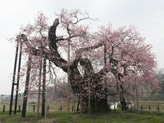 会津桜めぐり