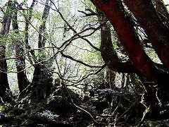 屋久島の旅 （2） ～白谷雲水峡