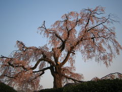 桜～京都?　円山公園～
