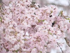 置賜桜回廊  樹齢500年以上の桜が一杯