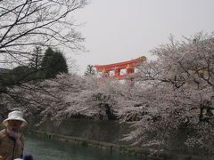 桜～京都? 平安神宮～