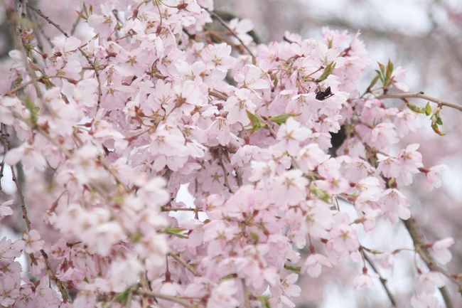 山形県南部を“置賜地方”といいます。Gooの天気予報でも置賜（米沢）地方と出ます。知らなかった！この地方には何百年もの桜の木がたくさんあります。４月21日に訪問したときは一分咲き程度、まだ咲いていない桜もありました。今回リベンジしました。お陰で満開の桜でした。