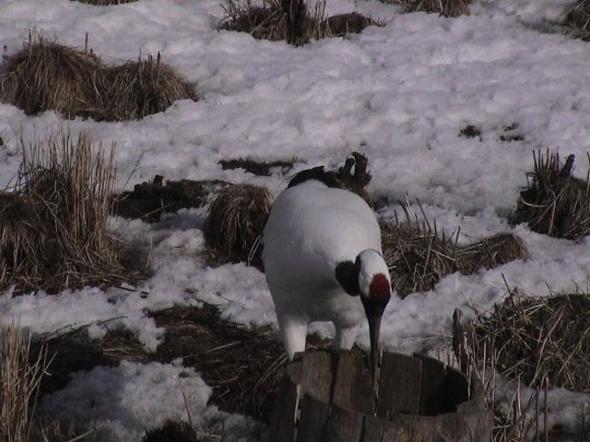 雪の少ない釧路湿原 北海道の旅行記 ブログ By Tkutさん フォートラベル