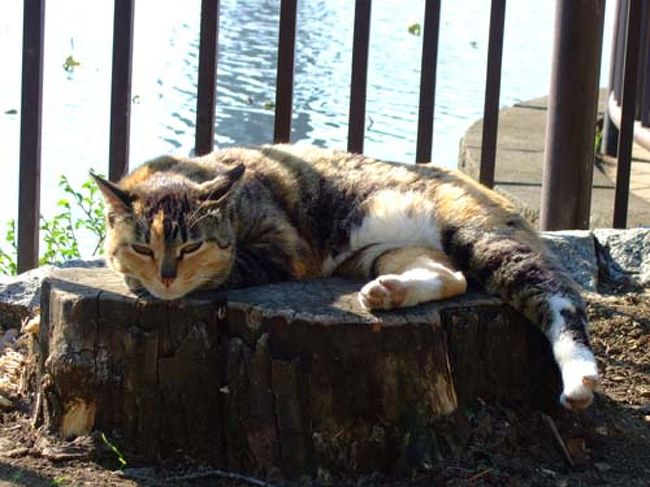 ゴールデンウィーク真っ盛り！<br /><br />混雑覚悟で上野公園、御徒町散歩へ<br /><br />上野公園にいる猫ちゃんは人なつっこくてかわいいなぁ