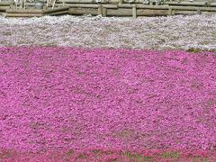 羊山公園の芝桜の絨毯