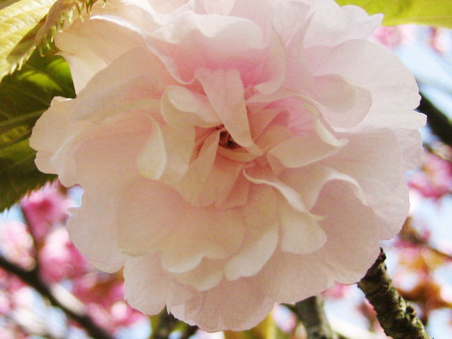 Japan  つかのまの日本を楽しんで　鎌倉の八重桜  ～ミツバチばあやの冒険～