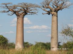 珍獣と珍樹の国マダガスカル
