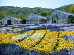 初夏の花巡り