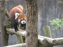 鯖江～西山公園 、 レッサーパンダ～