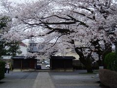 新緑なのに、未だ桜ですみませんm(_ _)m