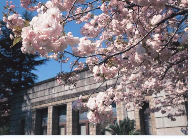 ５月の連休を利用して、東京北区王子にある「旧渋沢栄一邸」(「暖依村荘」と名付けられていた）を訪ねました。<br /><br />ちょうどこの日は、「庭園ガイドツアー」と国指定重要文化財「晩香蘆・青淵文庫」の内部公開がありました。隣接して飛鳥山公園があり、春は江戸時代から桜の名所として知られたところです。<br /><br />広大な敷地に、日本の近代経済社会の基礎を築いた渋沢栄一のかっての邸宅跡や渋沢資料館があり、彼の足跡をたどることが出来ました。<br /><br />※ 渋沢栄一は今やテレビドラマに言うは及ばず書籍や雑誌でも取り上げられ、話題の主と言ってよいでしょう。近く埼玉県深谷市にある彼の生家を訪ねてみたと考えています。